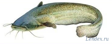 Сом (Silurus glanis)