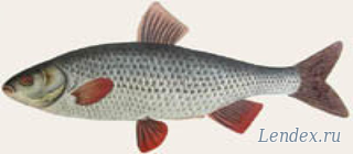 Белый амур (Ctenopharyngodon idella)