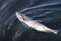 Чехонь (Pelecus cultratus) Чехонь (Pelecus cultratus)