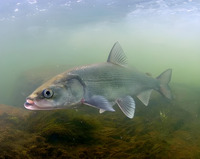Чир(Coregonus nasus) Чир(Coregonus nasus)